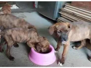 Cachorro raça SRD-ViraLata idade 2 a 6 meses nome Filhotes para doação responsável