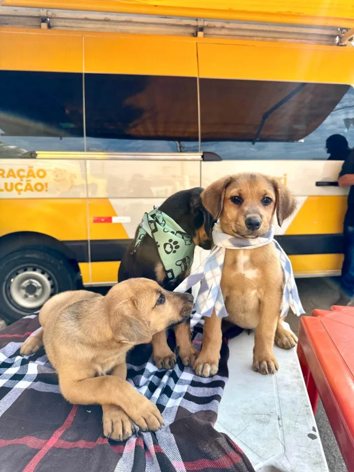 Cachorro ra a SRD-ViraLata idade 2 a 6 meses nome Nutella porteP bb6meses