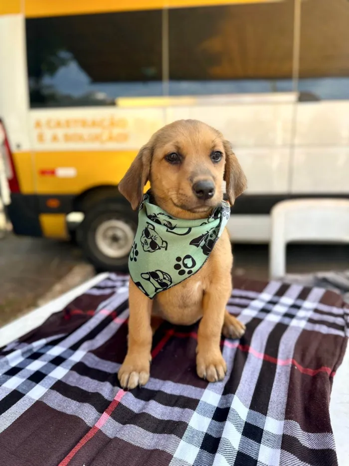 Cachorro ra a SRD-ViraLata idade 2 a 6 meses nome Pistache porteP bb 6 meses 