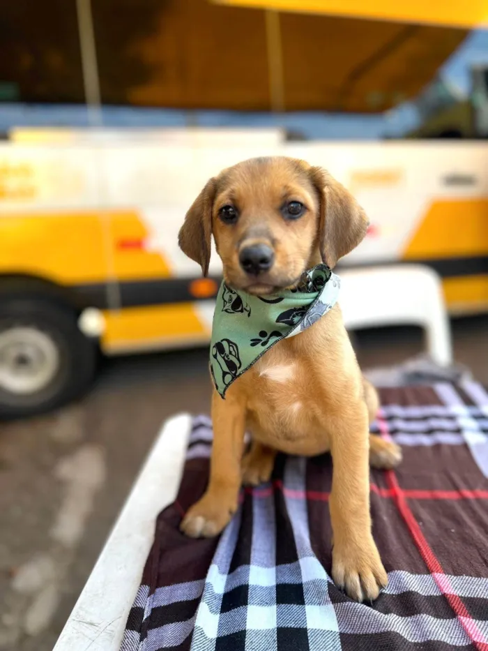 Cachorro ra a SRD-ViraLata idade 2 a 6 meses nome Cannelle porteP bb 6 meses 