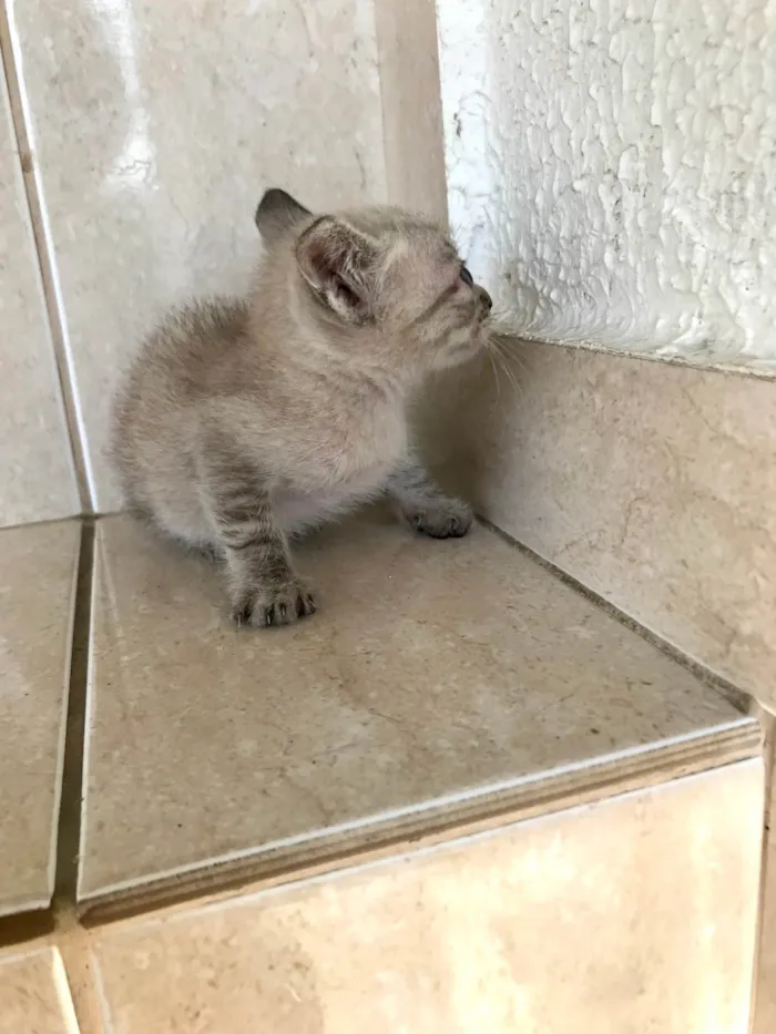 Gato ra a SRD-ViraLata idade Abaixo de 2 meses nome Yuki bb2meses lindo 