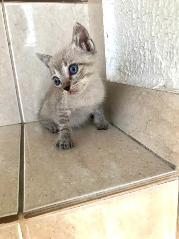 Gato ra a SRD-ViraLata idade Abaixo de 2 meses nome Yuki bb2meses lindo 