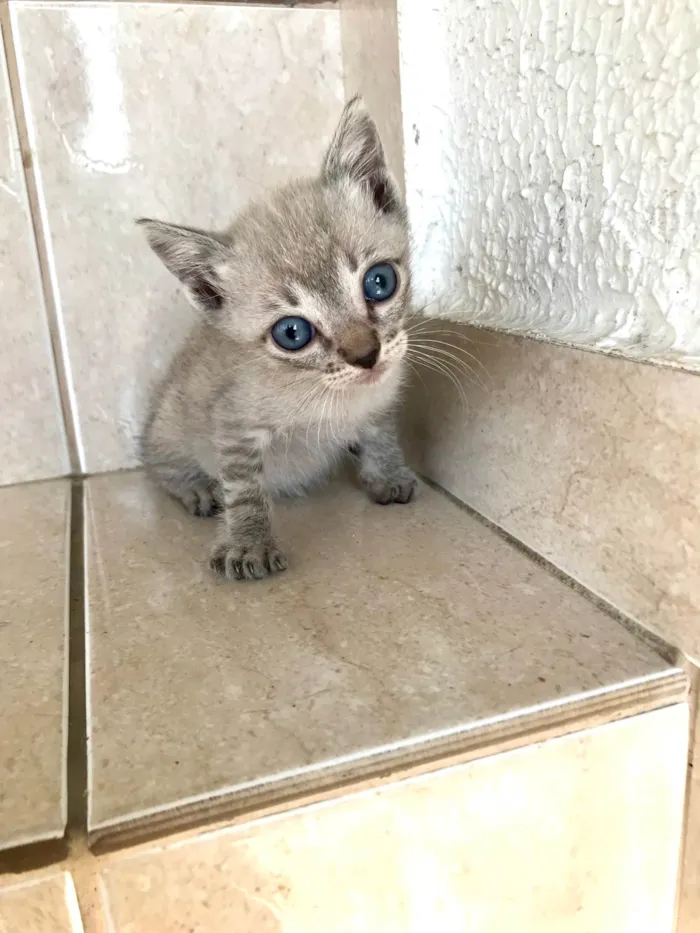 Gato ra a SRD-ViraLata idade Abaixo de 2 meses nome Yuki bb2meses lindo 