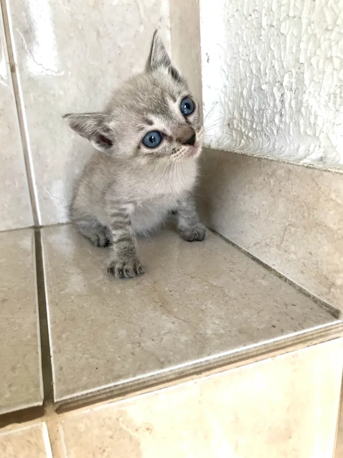 Gato ra a SRD-ViraLata idade Abaixo de 2 meses nome Yuki bb2meses lindo 