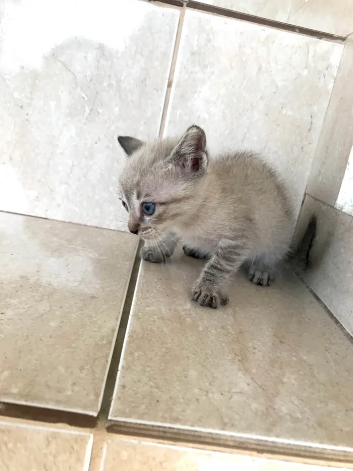 Gato ra a SRD-ViraLata idade Abaixo de 2 meses nome Yuki bb2meses lindo 