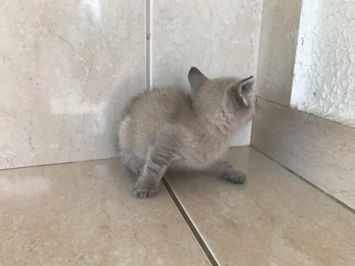 Gato ra a SRD-ViraLata idade Abaixo de 2 meses nome Yuki bb2meses lindo 