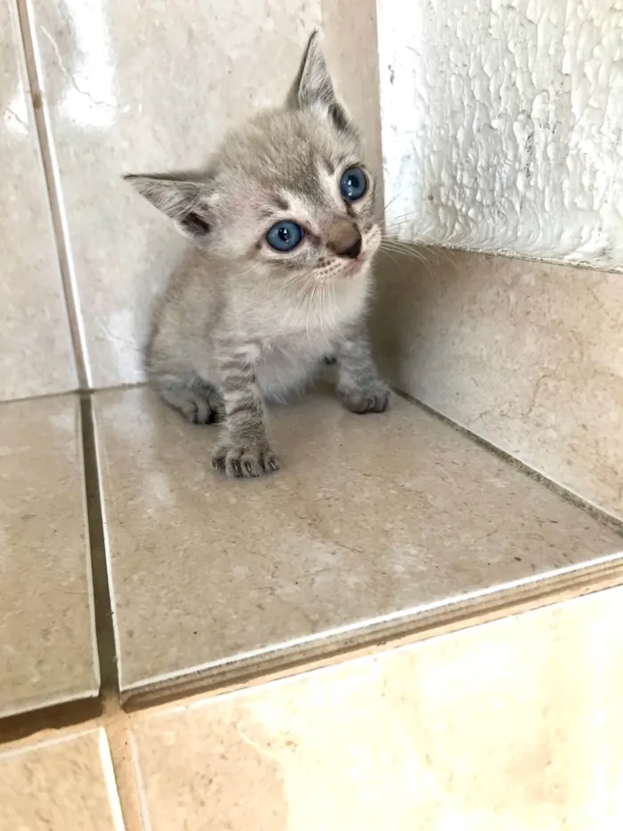 Gato ra a SRD-ViraLata idade Abaixo de 2 meses nome Yuki bb2meses lindo 