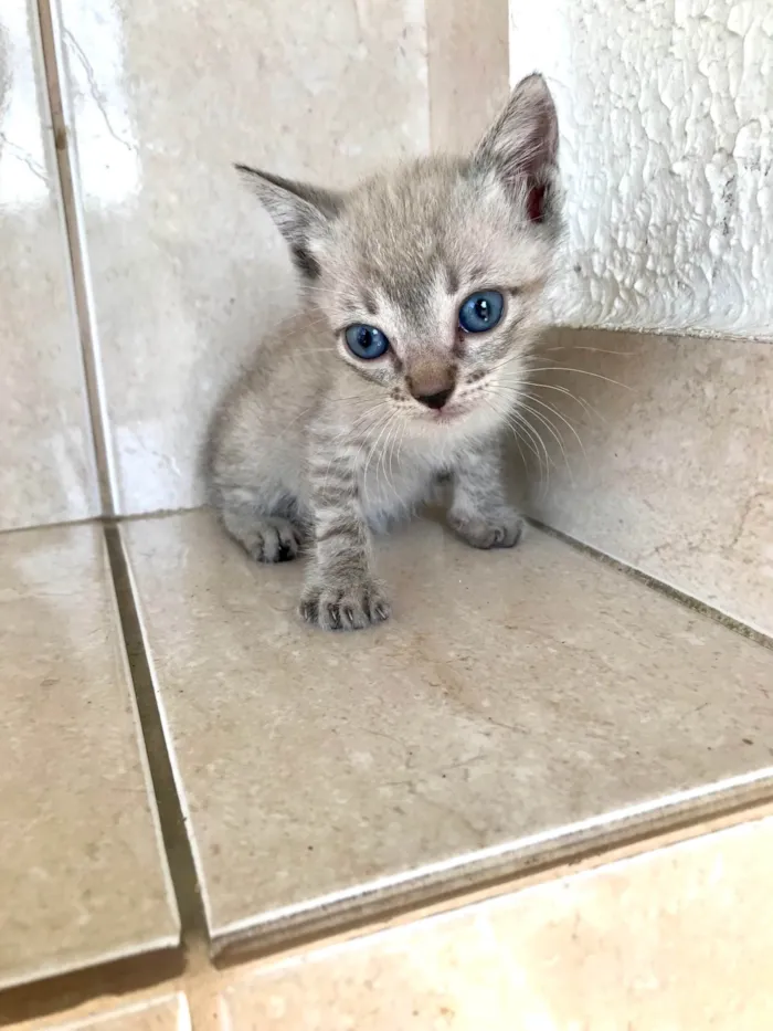 Gato ra a SRD-ViraLata idade Abaixo de 2 meses nome Yuki bb2meses lindo 