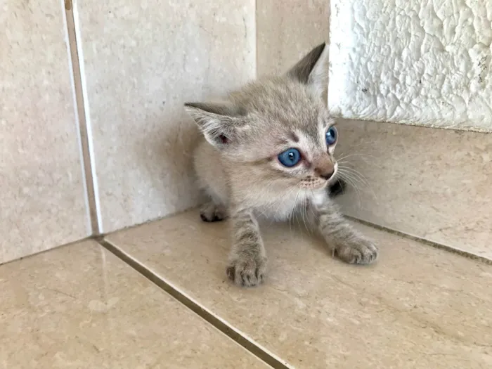 Gato ra a SRD-ViraLata idade Abaixo de 2 meses nome Yuki bb2meses lindo 