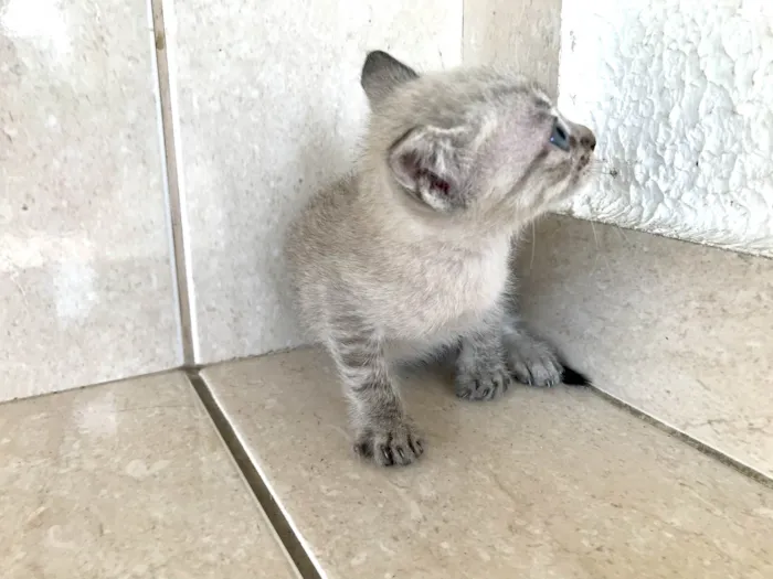 Gato ra a SRD-ViraLata idade Abaixo de 2 meses nome Yuki bb2meses lindo 