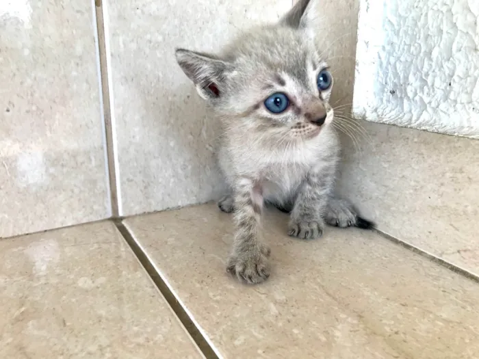 Gato ra a SRD-ViraLata idade Abaixo de 2 meses nome Yuki bb2meses lindo 