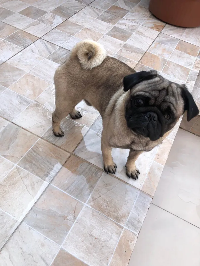 Cachorro ra a PUG idade 2 anos nome Bobby