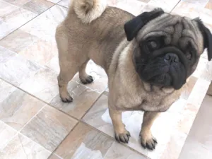 Cachorro raça PUG idade 2 anos nome Bobby