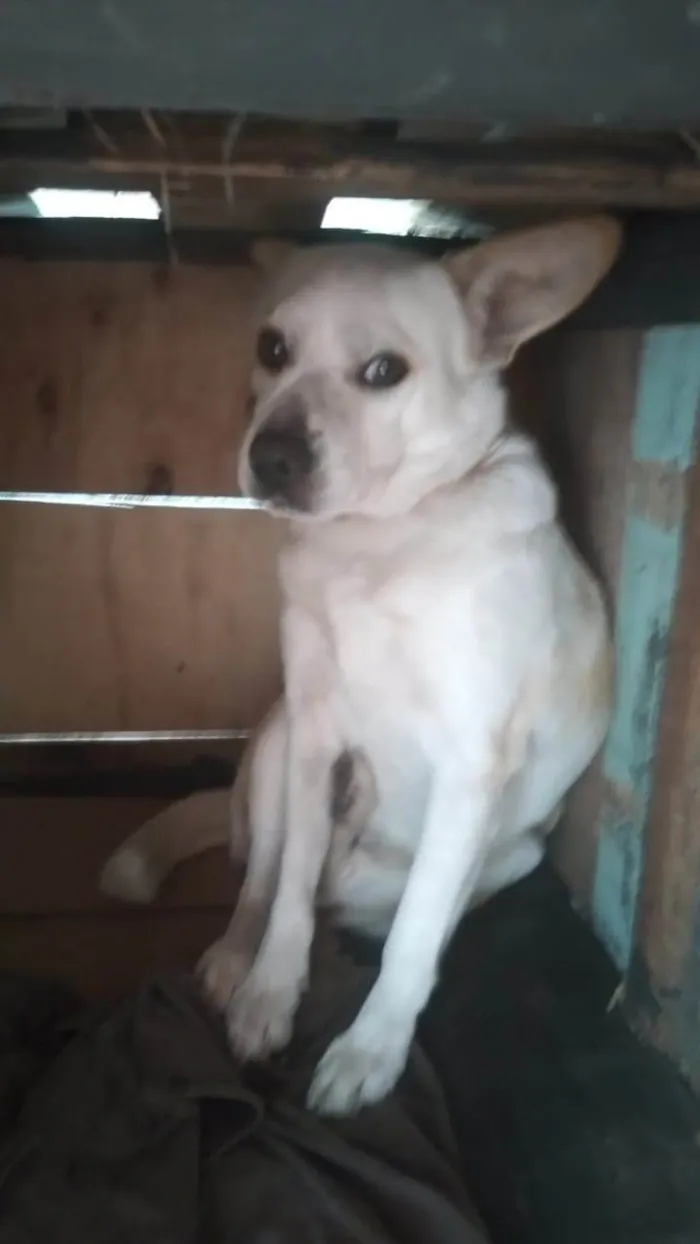 Cachorro ra a Labrador idade 3 anos nome Laika