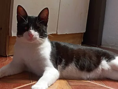 Gato raça SRD-ViraLata idade 2 a 6 meses nome Sem nome no momento