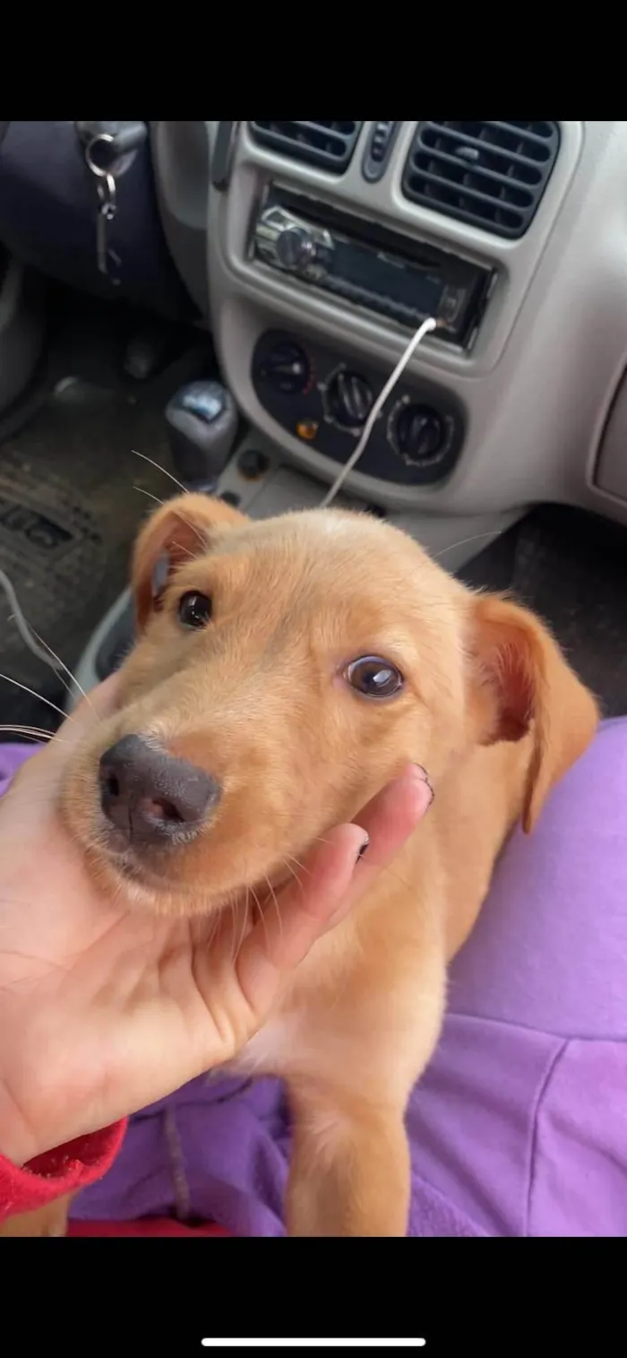 Cachorro ra a SRD-ViraLata idade 2 a 6 meses nome Apollo