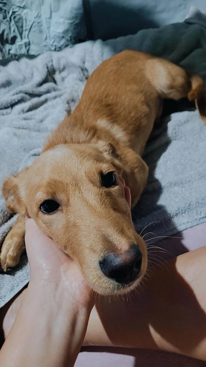 Cachorro ra a SRD-ViraLata idade 2 a 6 meses nome Apollo