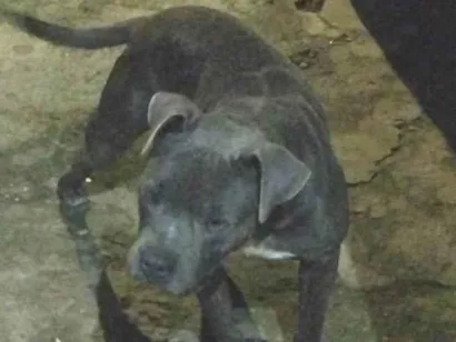 Cachorro raça Pit-Bull idade 1 ano nome Jason