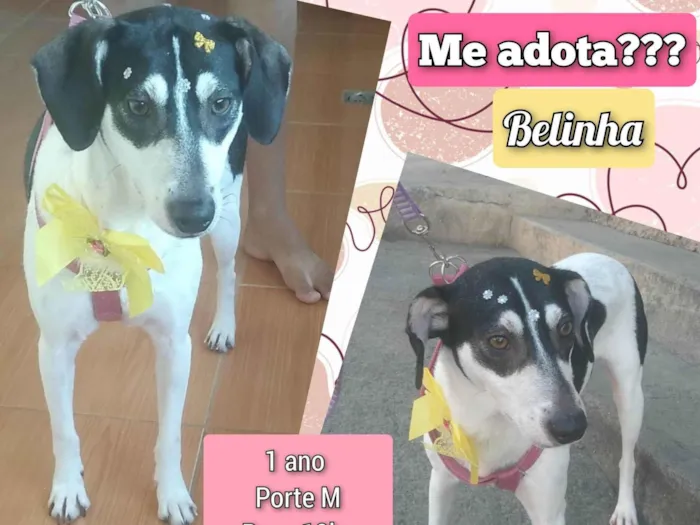 Cachorro ra a SRD-ViraLata idade 1 ano nome Belinha