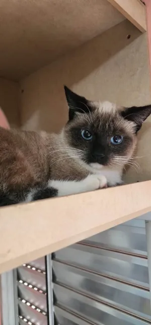 Gato raça SRD-ViraLata idade 7 a 11 meses nome Lilica