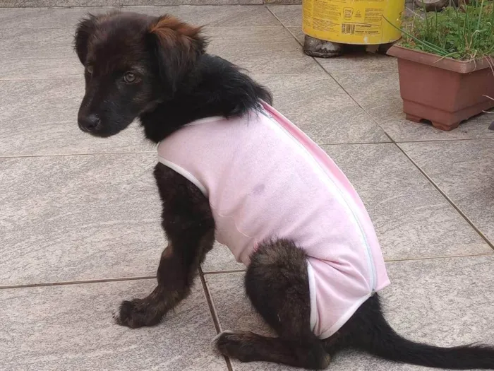 Cachorro ra a SRD-ViraLata idade 2 a 6 meses nome Kiara