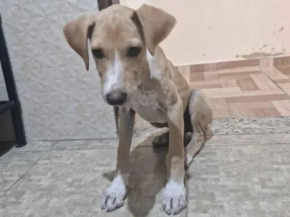 Cachorro raça SRD-ViraLata idade 7 a 11 meses nome Cristal
