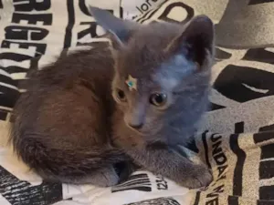 Gato raça Exótico idade Abaixo de 2 meses nome Russo azul adocao