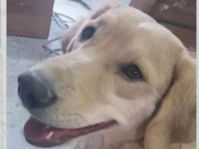 Cachorro raça SRD-ViraLata idade 6 ou mais anos nome Léia 