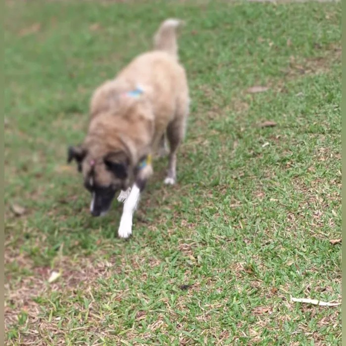 Cachorro ra a SRD-ViraLata idade 3 anos nome Matilda 