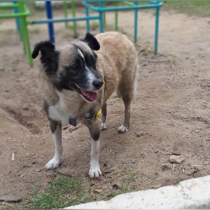 Cachorro ra a SRD-ViraLata idade 3 anos nome Matilda 