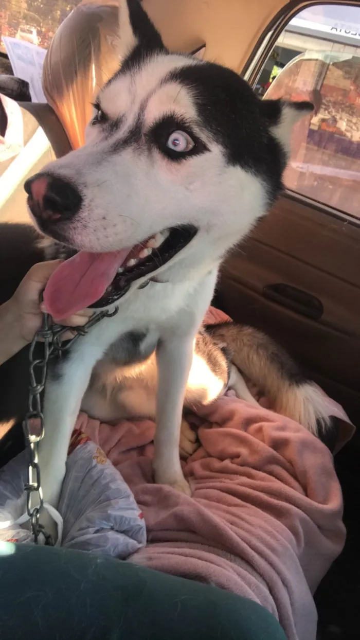 Cachorro ra a Husky Siberiano idade 7 a 11 meses nome Corsel