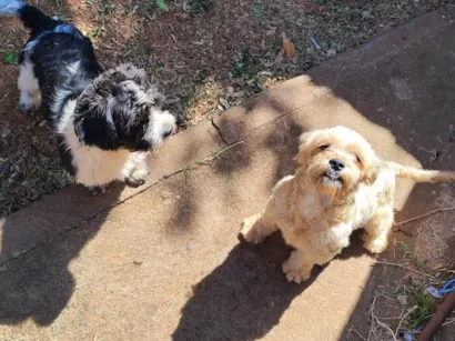 Cachorro raça Shitzu idade 2 a 6 meses nome Pedro Henrique 