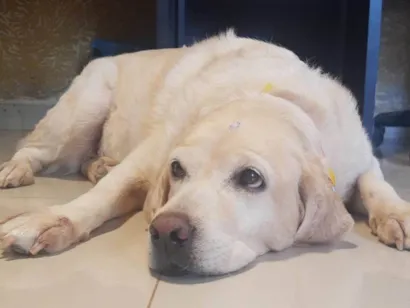 Cachorro raça Labrador idade 6 ou mais anos nome Jade