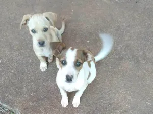 Cachorro raça SRD-ViraLata idade 2 a 6 meses nome ** Dois cachorrinhos precisando de um lar **