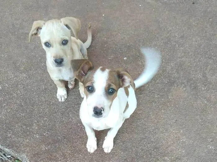 Cachorro ra a SRD-ViraLata idade 2 a 6 meses nome ** Dois cachorrinhos precisando de um lar **