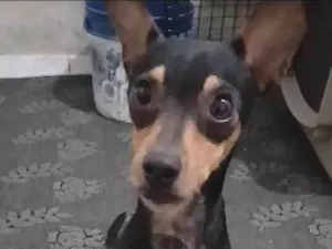 Cachorro raça Pinscher idade 1 ano nome Pinscher Hildete 