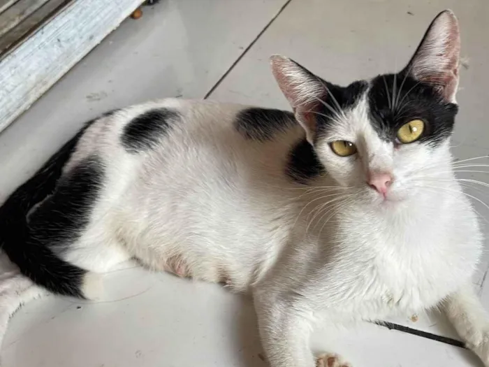 Gato ra a SRD-ViraLata idade 7 a 11 meses nome Ainda não tem nomes 