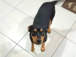 Cachorro raça SRD-ViraLata idade 1 ano nome Kiara