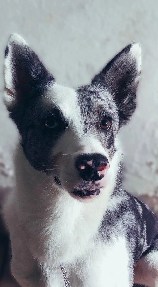 Cachorro ra a Sheepdog idade 2 anos nome King