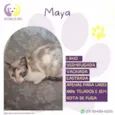 Maya