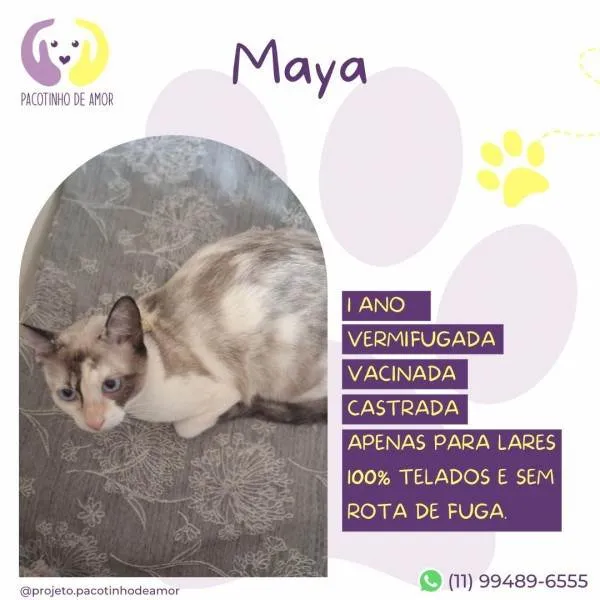 Gato ra a SRD-ViraLata idade 1 ano nome Maya