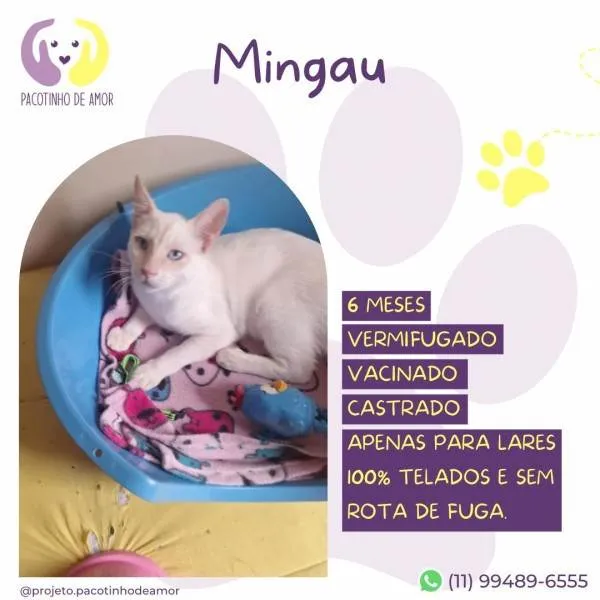 Gato ra a SRD-ViraLata idade 1 ano nome Mingau