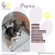 Pepito