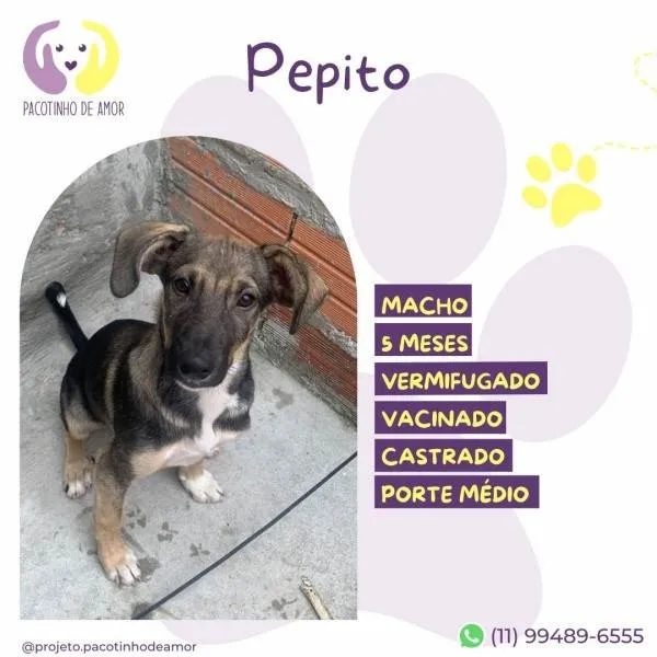 Cachorro ra a SRD-ViraLata idade 1 ano nome Pepito