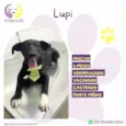 Lupi