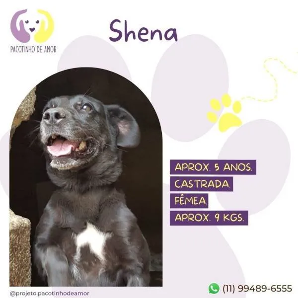 Cachorro ra a SRD-ViraLata idade 1 ano nome Shena