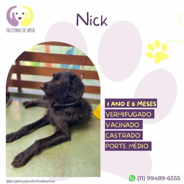 Cachorro ra a SRD-ViraLata idade 1 ano nome Nick