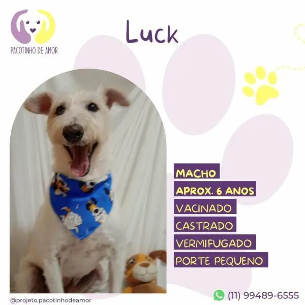 Cachorro ra a SRD-ViraLata idade 1 ano nome Luck