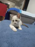 fofa
