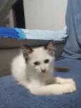 Bob